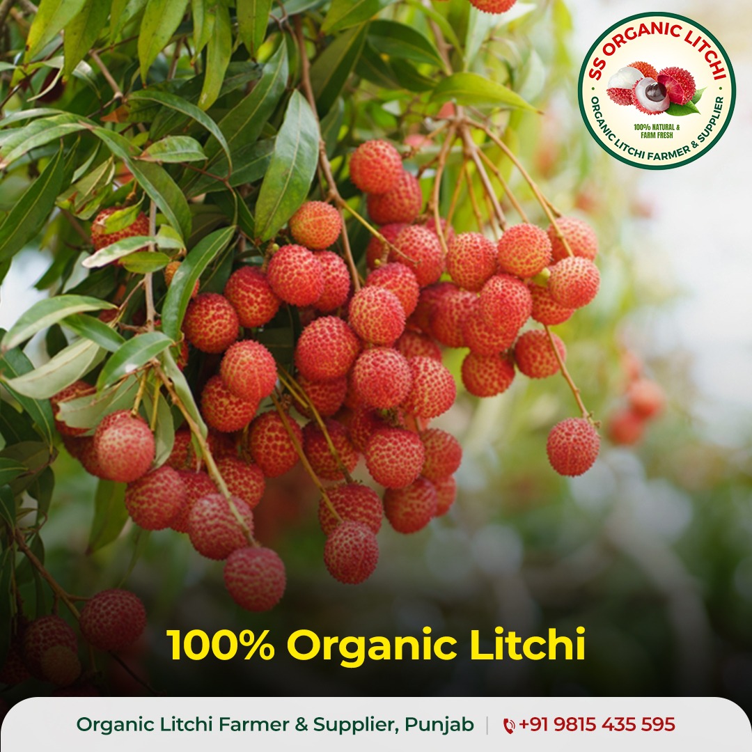 Buy Organic Litchi in Punjab | SS Organic Litchi – Buy Now