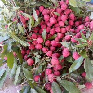 Litchi(2 kg)
